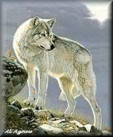 loup d'orop
